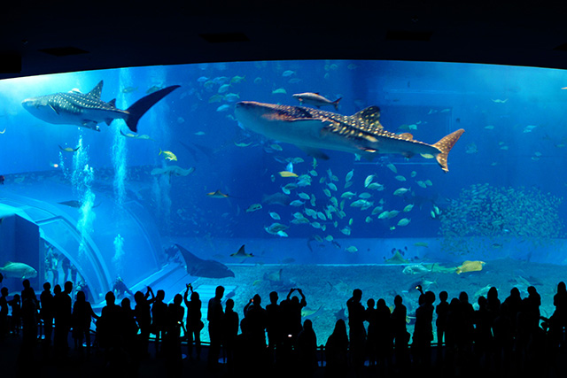 沖縄美ら海水族館